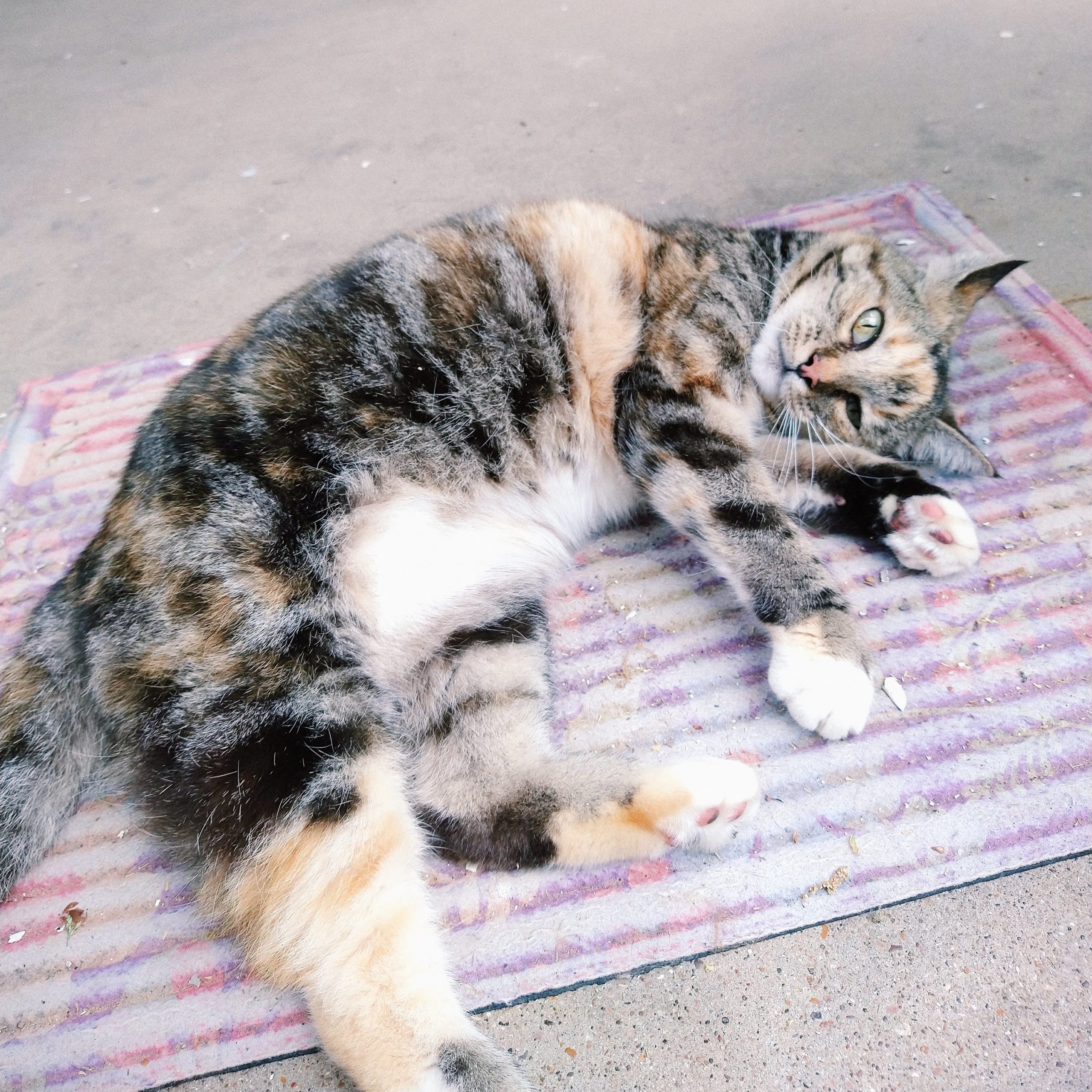 Calico cat laying on rug on concrete porch, showing her belly, looking at the camera