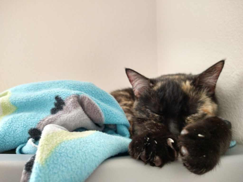 Tortie kitten asleep on a grey storage bin next to a light blue fleece owl blanket, with paws out