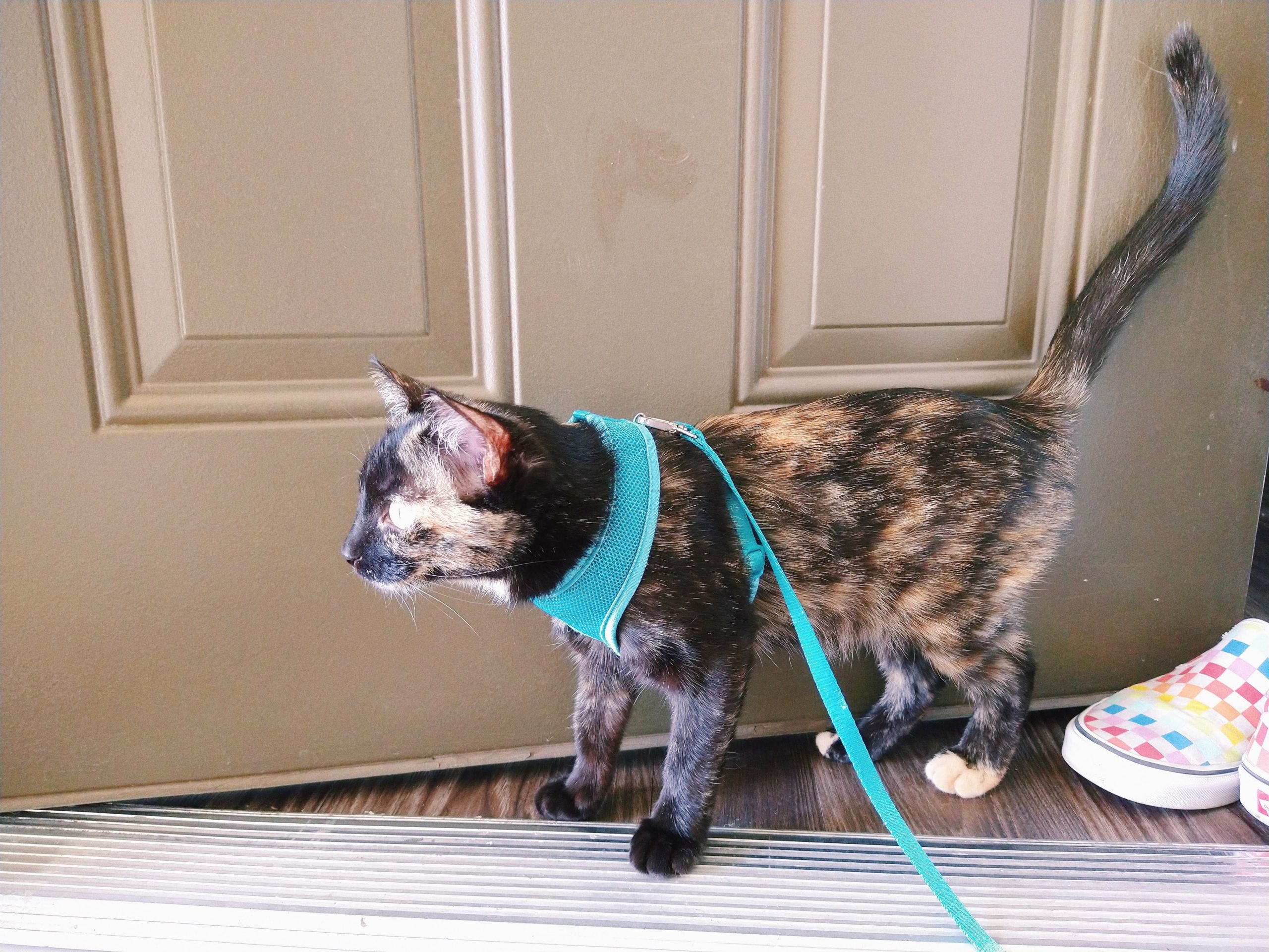 Tortie kitten wearing a turquoise mesh halter, with leash attached, standing in front of doorway