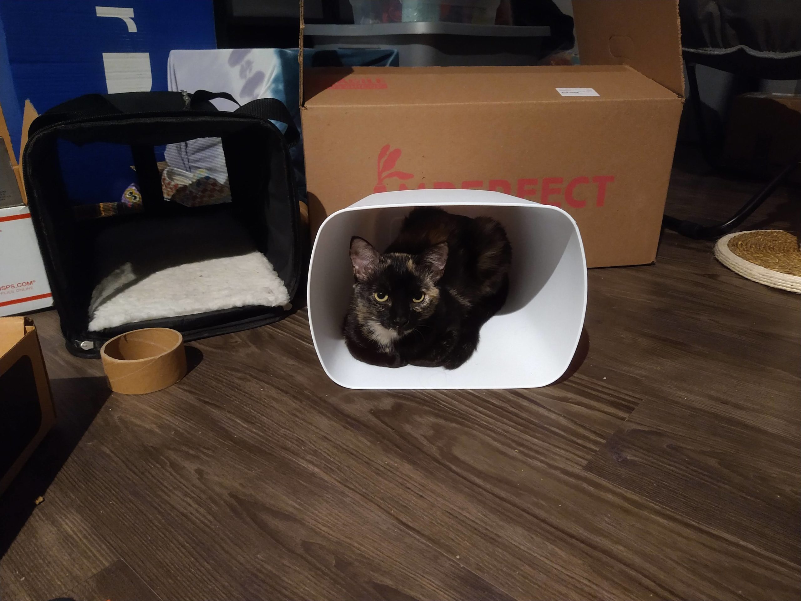 Tortie kitten loafing inside of a trash bin that's laying on the floor, surrounded by moving boxes