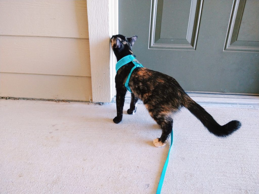 Tortie kitten wearing a turquoise mesh halter, with leash attached, sniffing a door frame outside